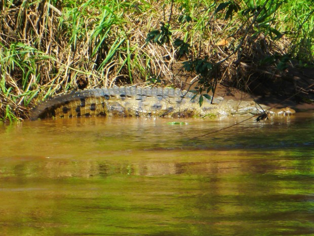 4meter Kroko im Tortuguero National Park