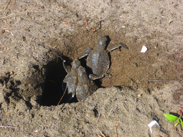 Babyschildkröten (Suppenschildkröte) direkt nach dem Schlüpfen 