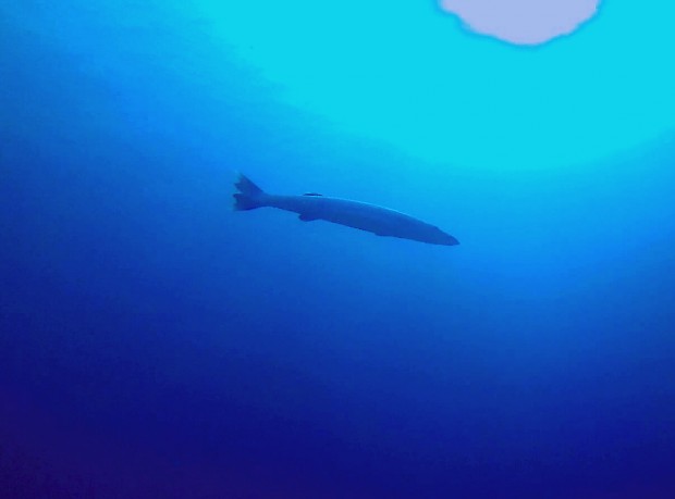 grosser Barracuda (ca 1,20m)