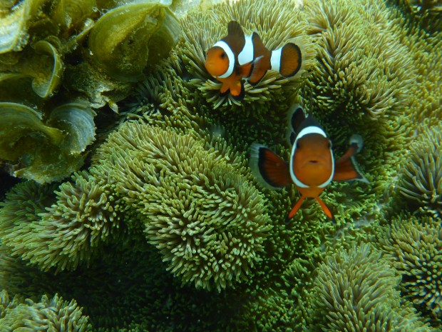 Und hier wohnt auch Nemo
