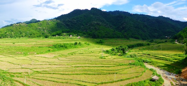 Reisfelder überall